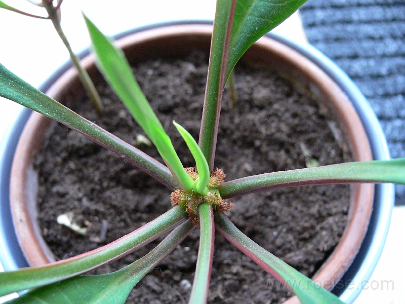 p1010039.jpg