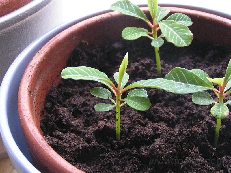 pict2482.jpg