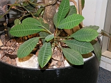 p6011012