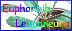 Euphorbia Leuconeura - The Madagascar Jewel